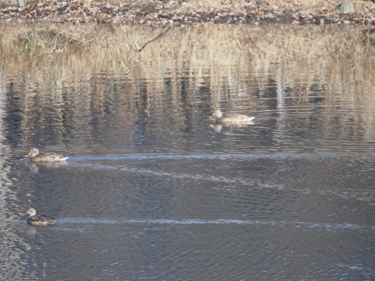 Нерозень - ML645625408