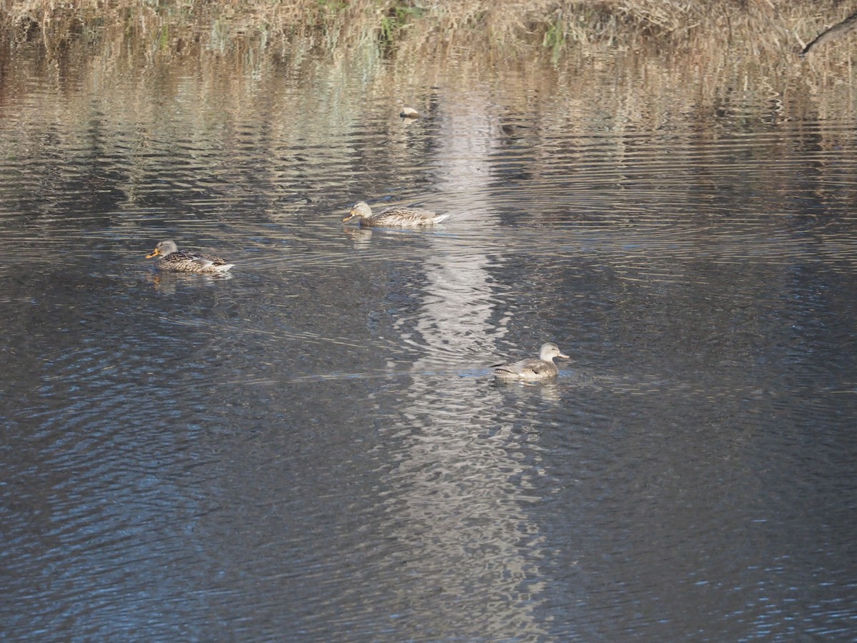 Нерозень - ML645625409