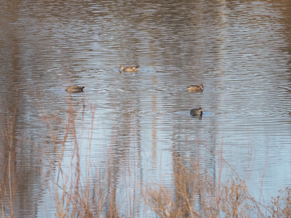 Нерозень - ML645625410