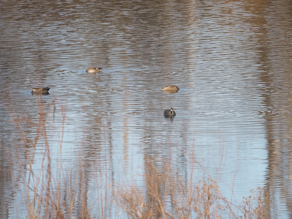 Нерозень - ML645625411