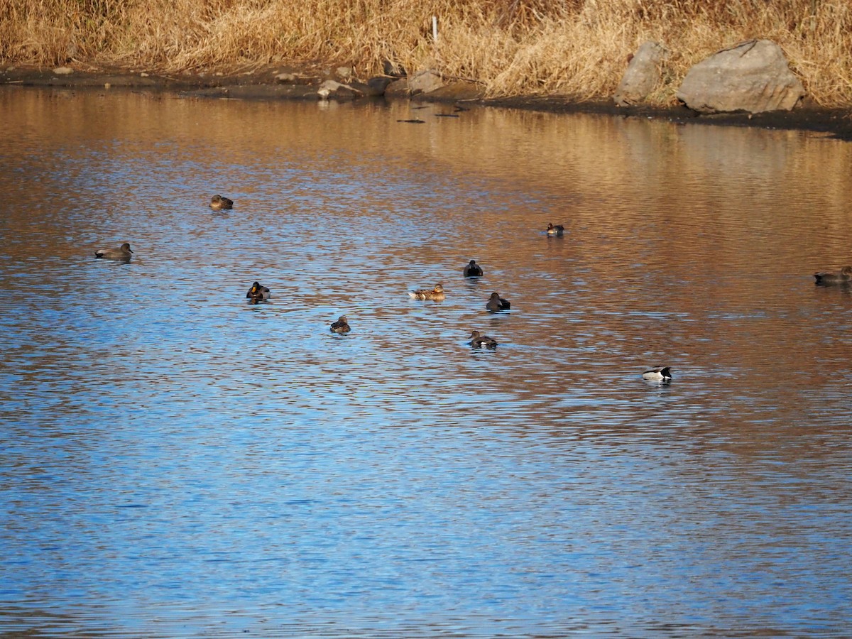 Нерозень - ML645625412