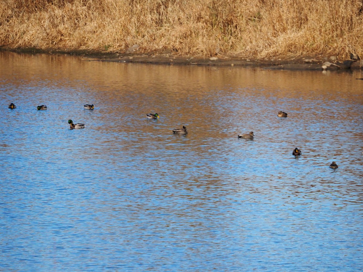 Нерозень - ML645625413