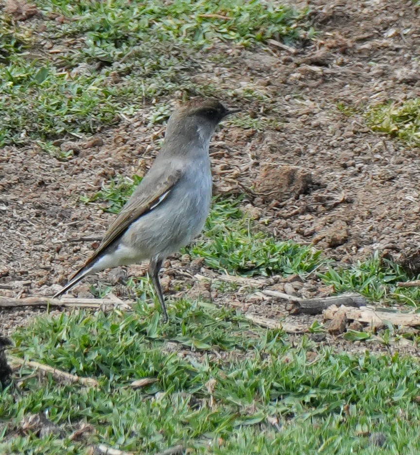 Dark-faced Ground-Tyrant - ML645625415