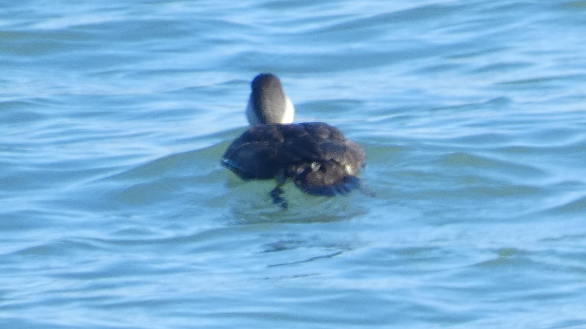 ヨーロッパクロガモ - ML645625425