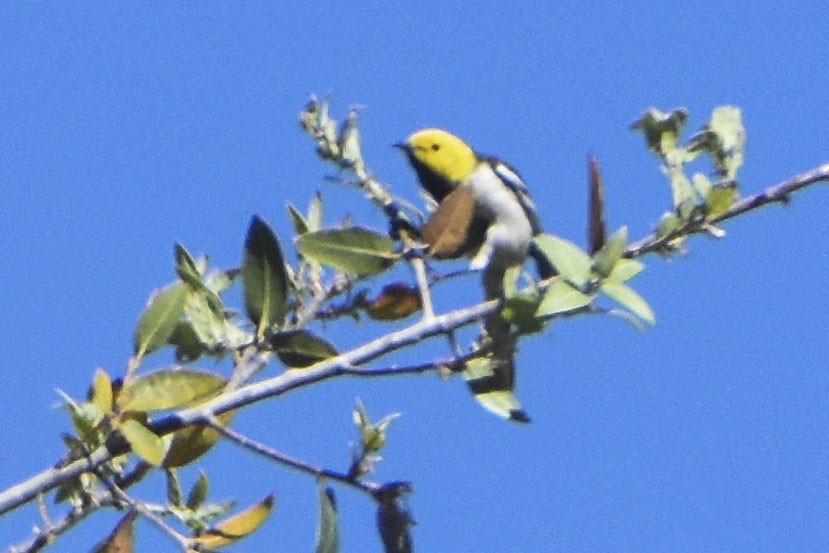 Paruline à tête jaune - ML645625426