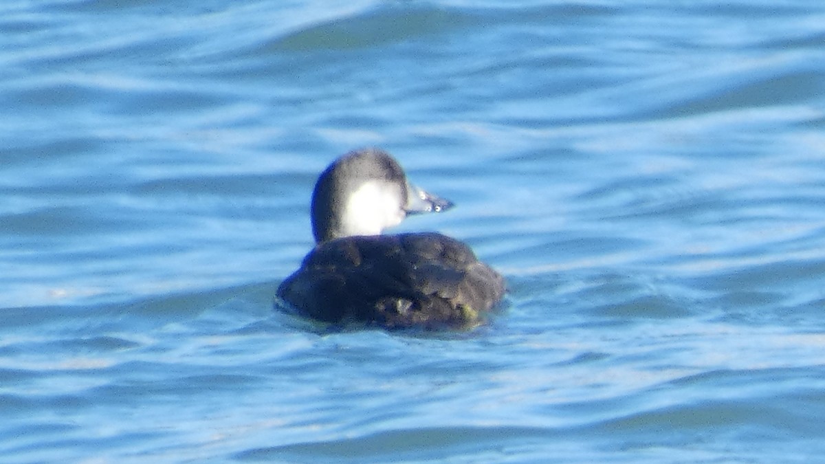 ヨーロッパクロガモ - ML645625429