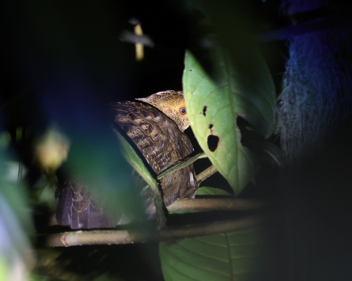 Marmorwachtel - ML645625435