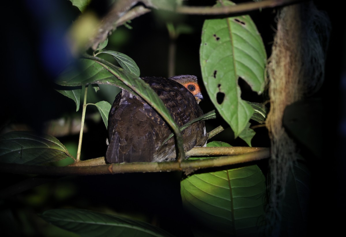 Marmorwachtel - ML645625436