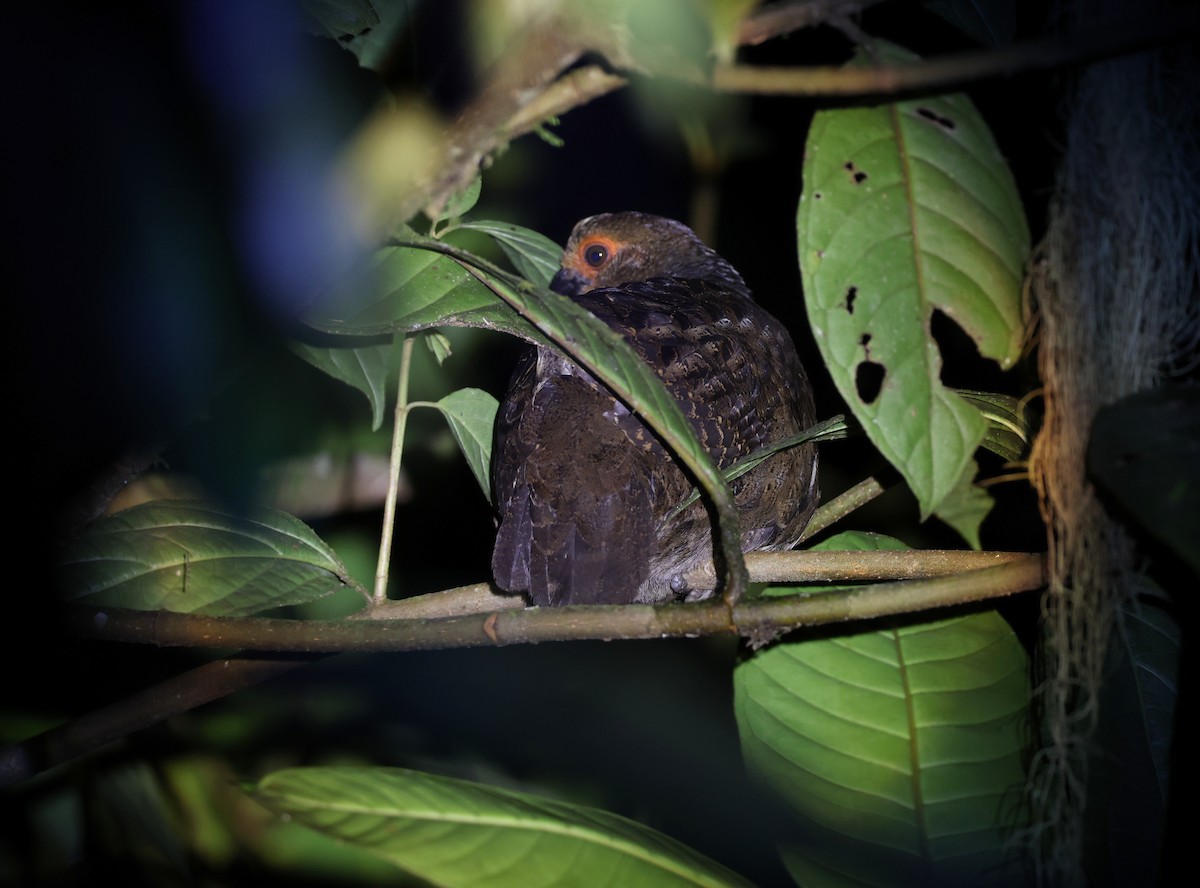 Marmorwachtel - ML645625437