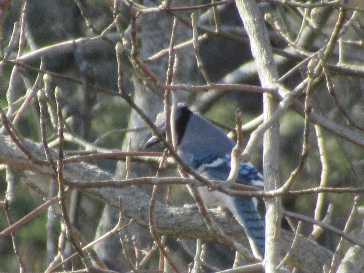 Blue Jay - ML645625441