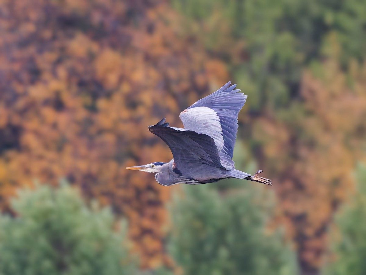Great Blue Heron - ML645625442
