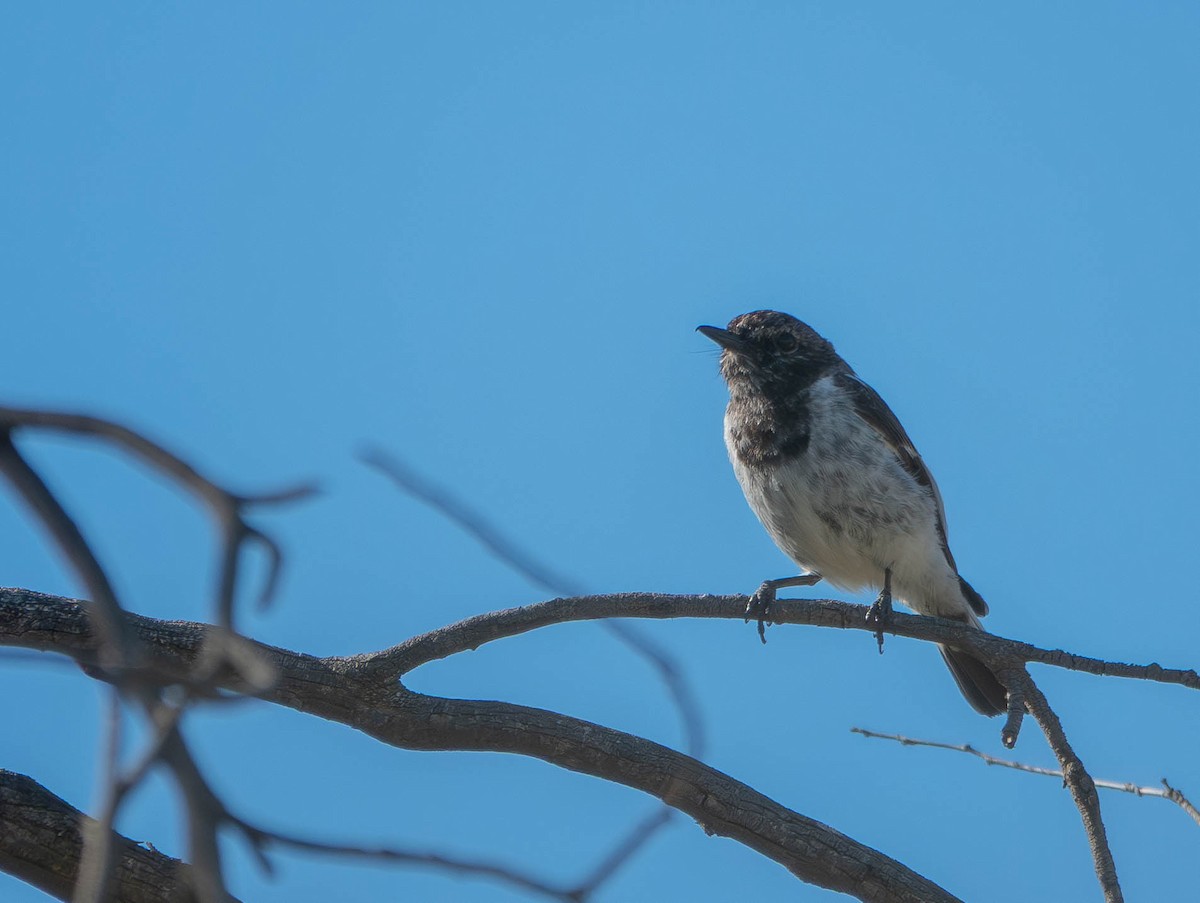 Пегая дриада - ML645625454