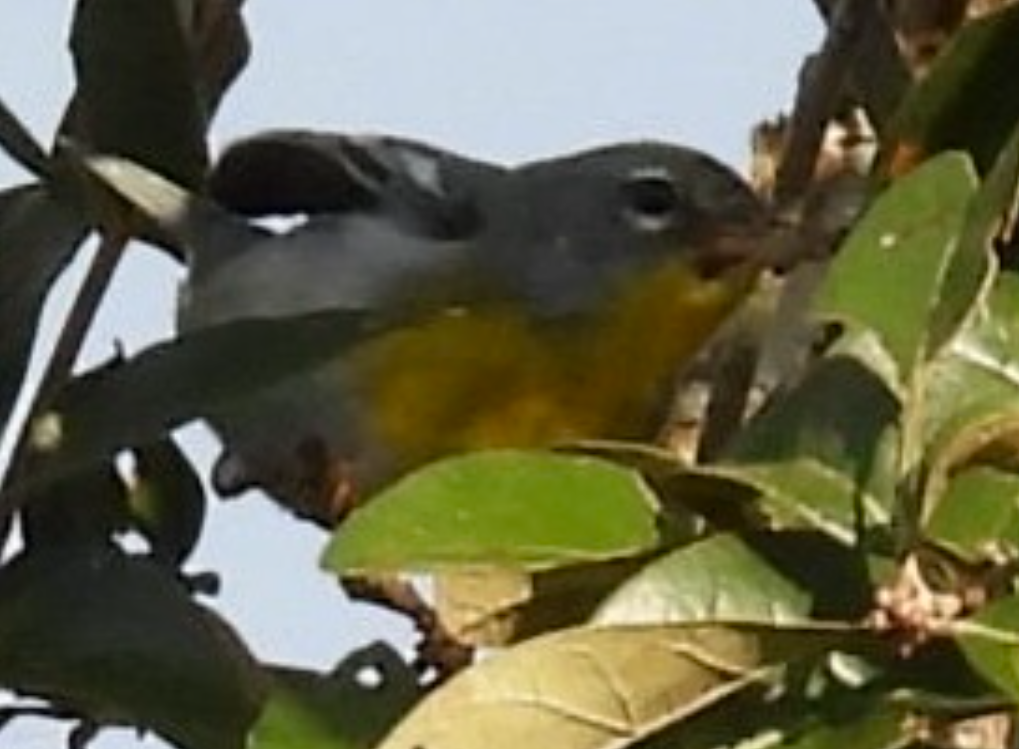 Northern Parula - ML645625463