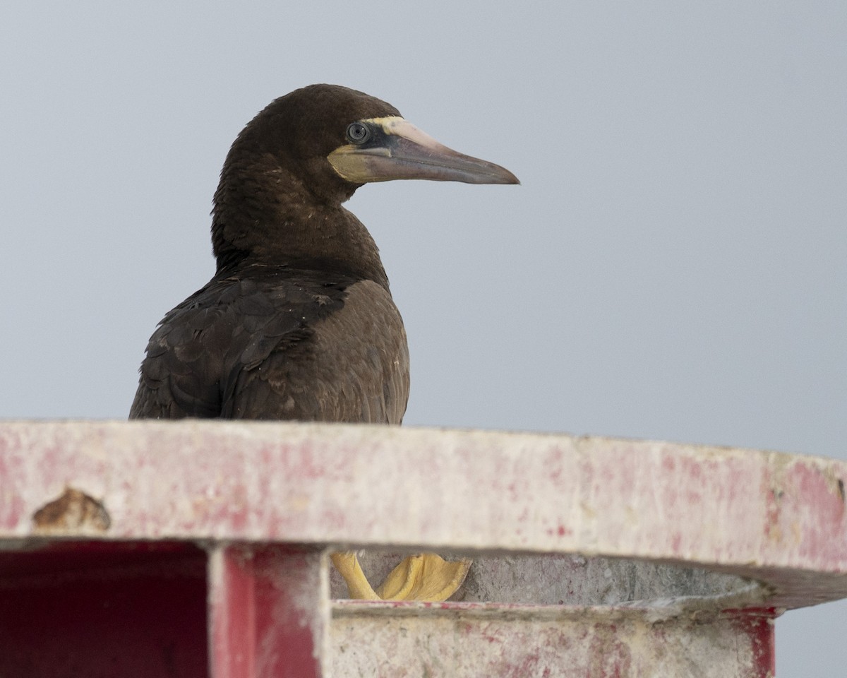 Brown Booby - ML645625466