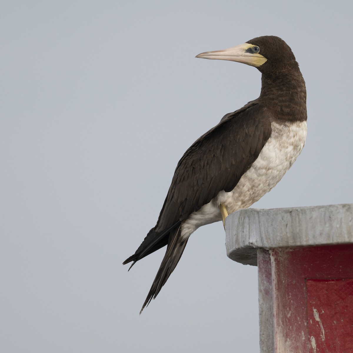 Brown Booby - ML645625469