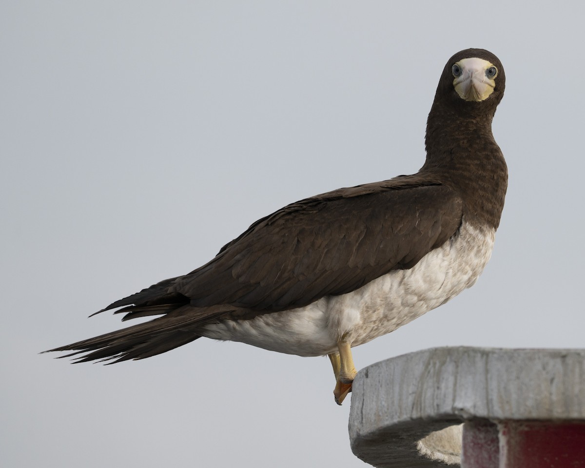 Brown Booby - ML645625472
