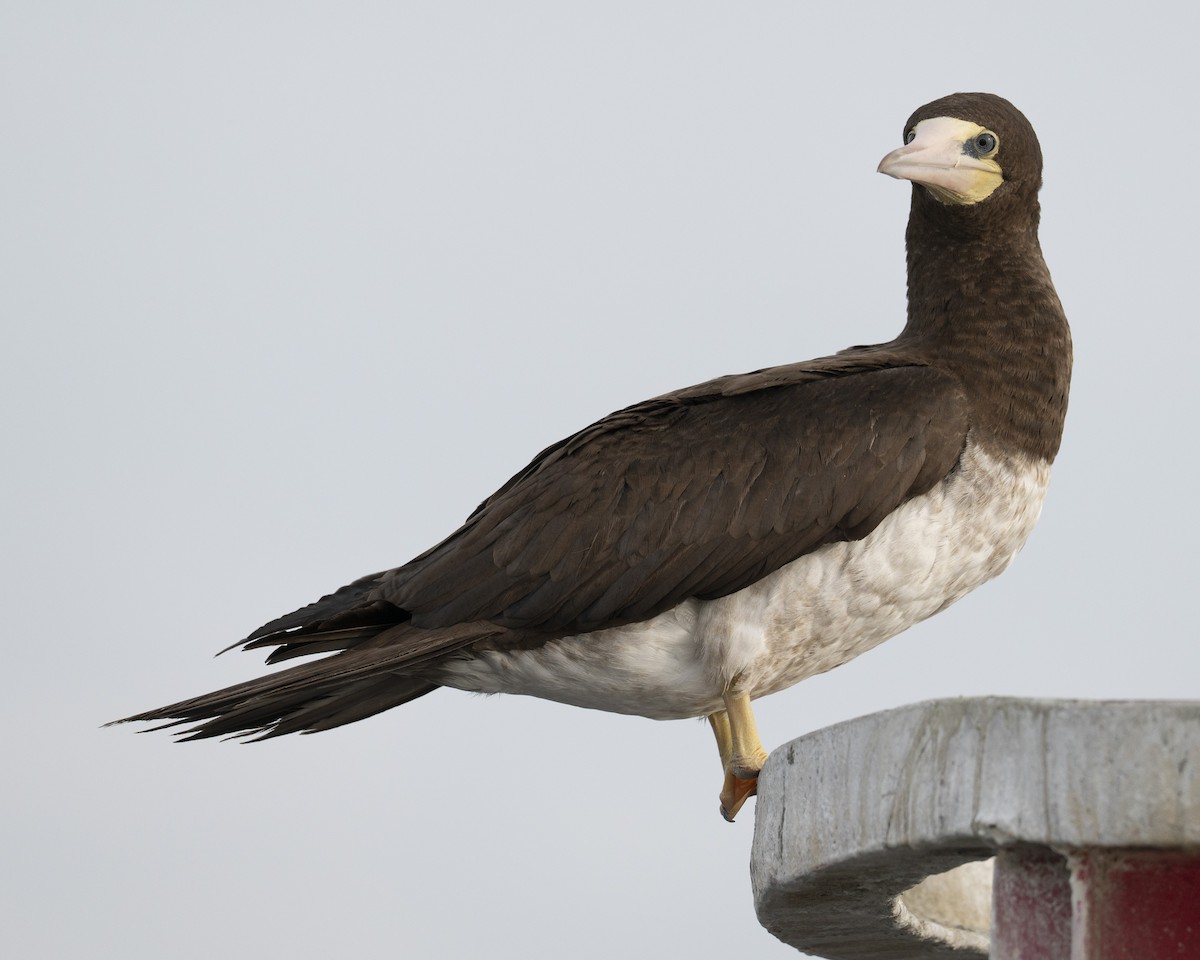 Brown Booby - ML645625473