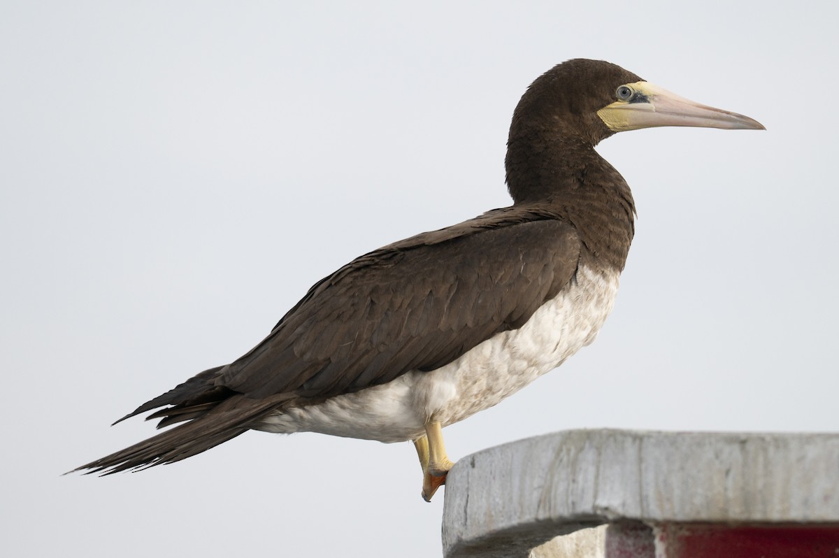 Brown Booby - ML645625475