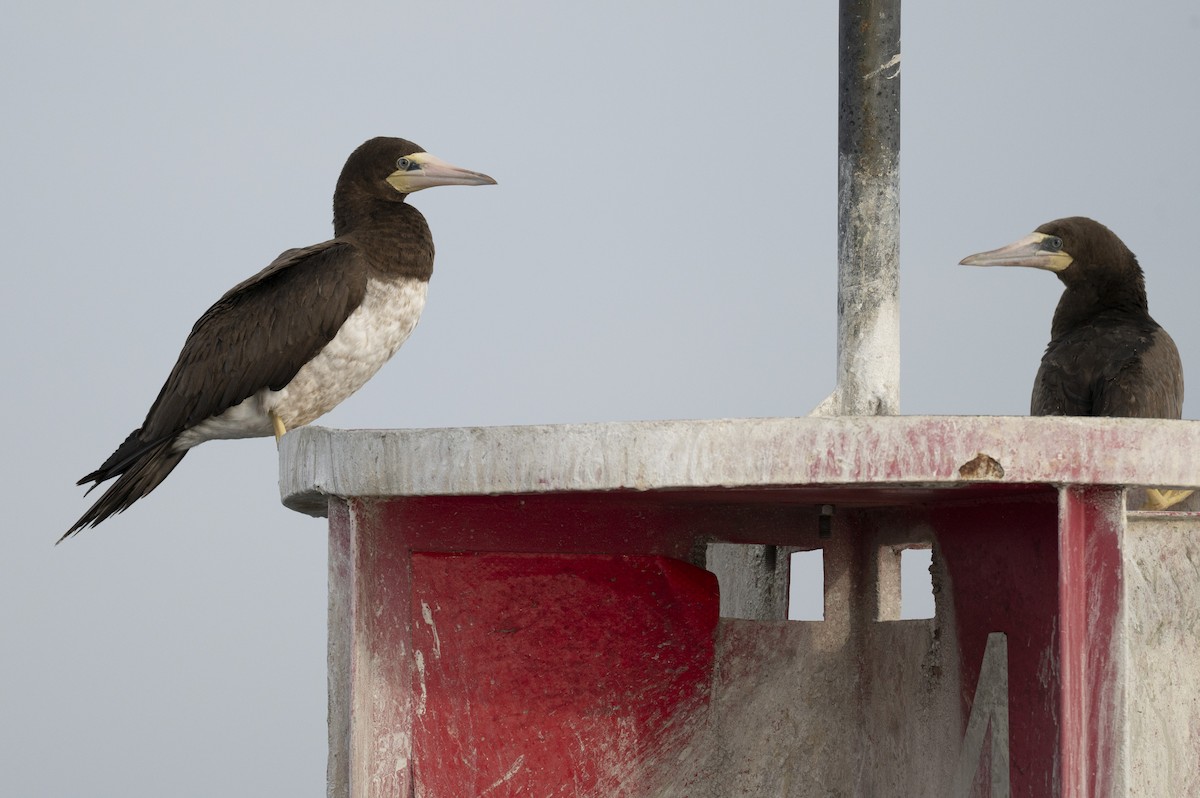 Brown Booby - ML645625476