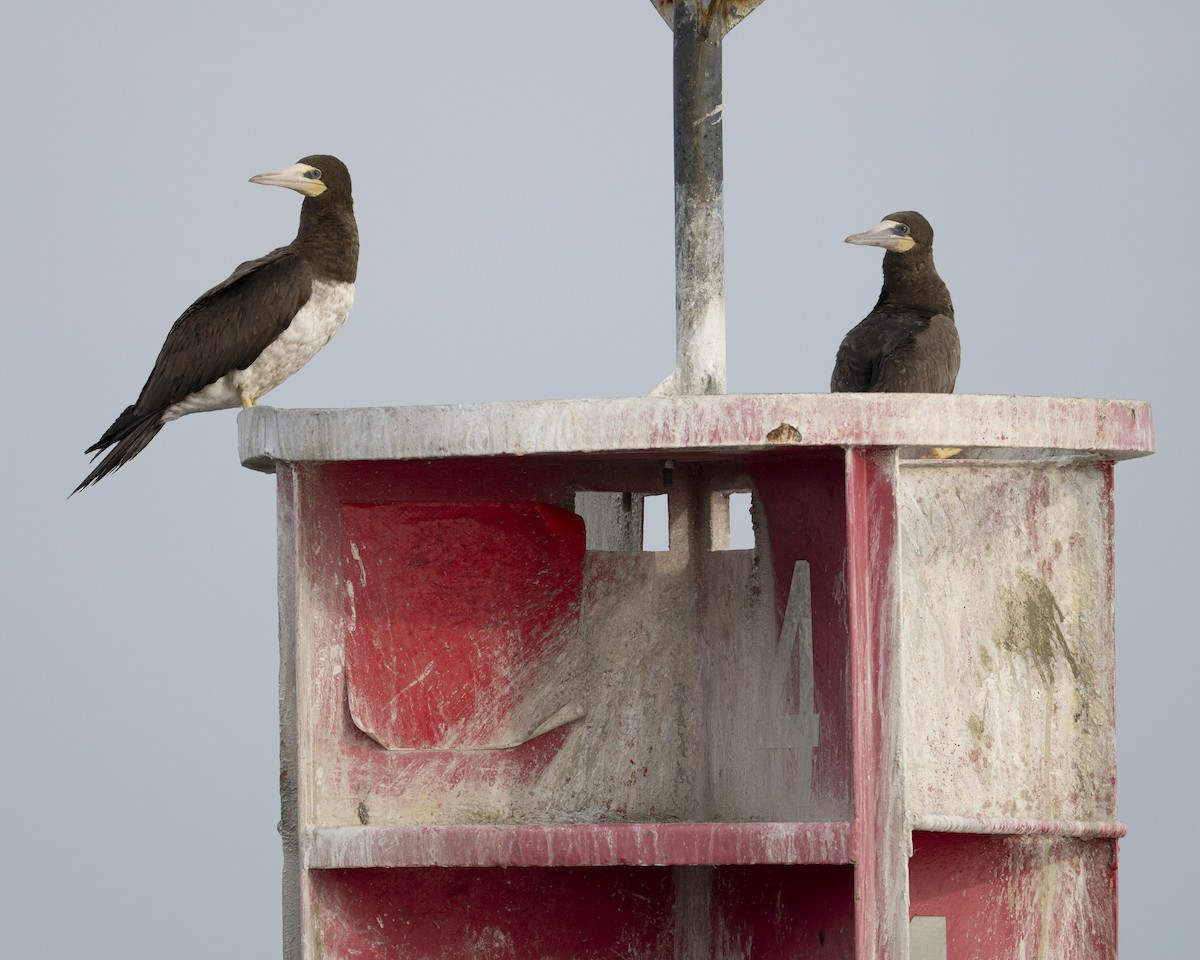 Brown Booby - ML645625477