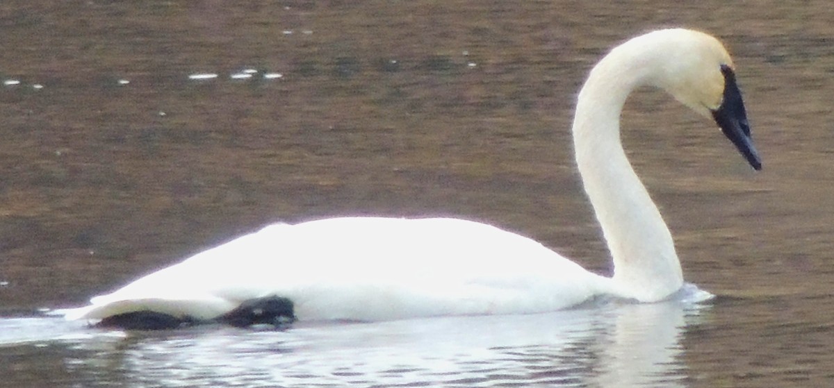 Trumpeter Swan - ML645625480