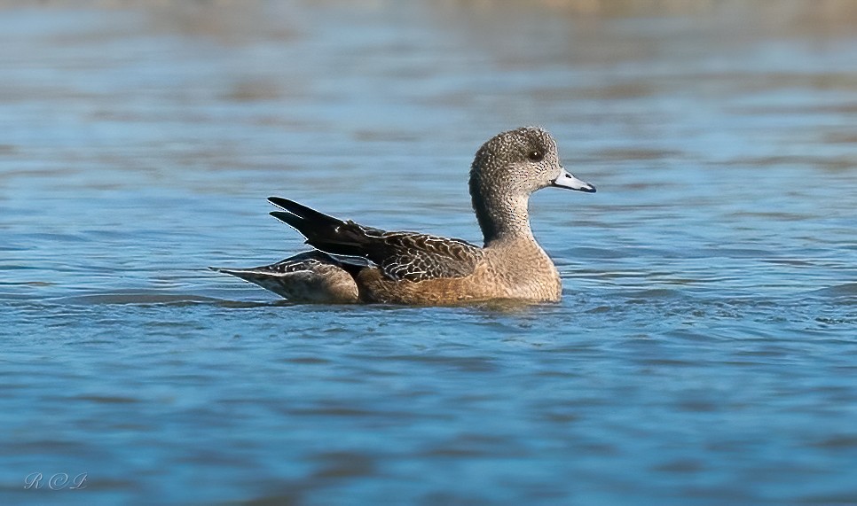 Amerika Fiyusu - ML645625488