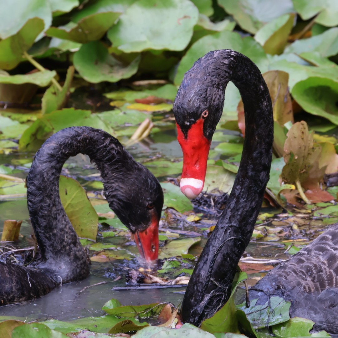 Black Swan - ML645625489