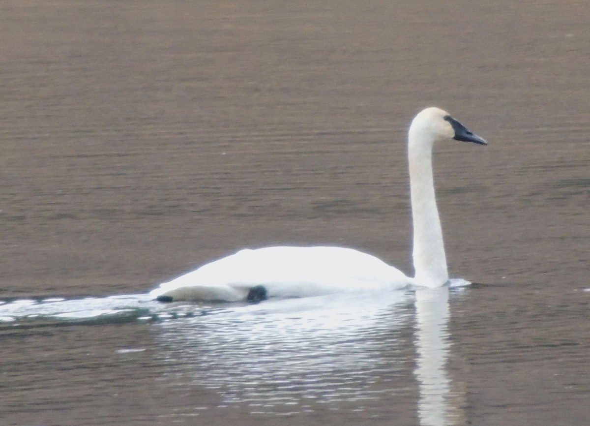 Trumpeter Swan - ML645625493