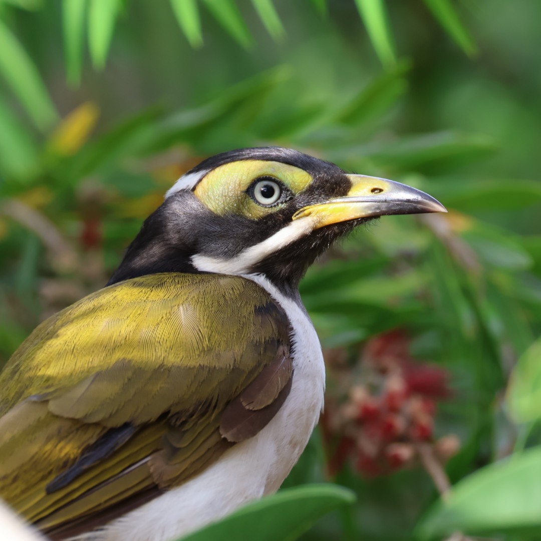 Blue-faced Honeyeater - ML645625505
