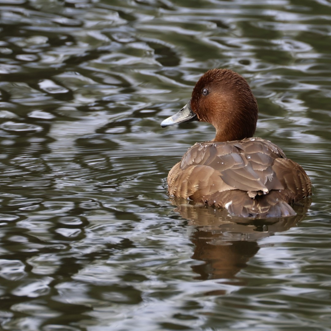 オーストラリアメジロガモ - ML645625507