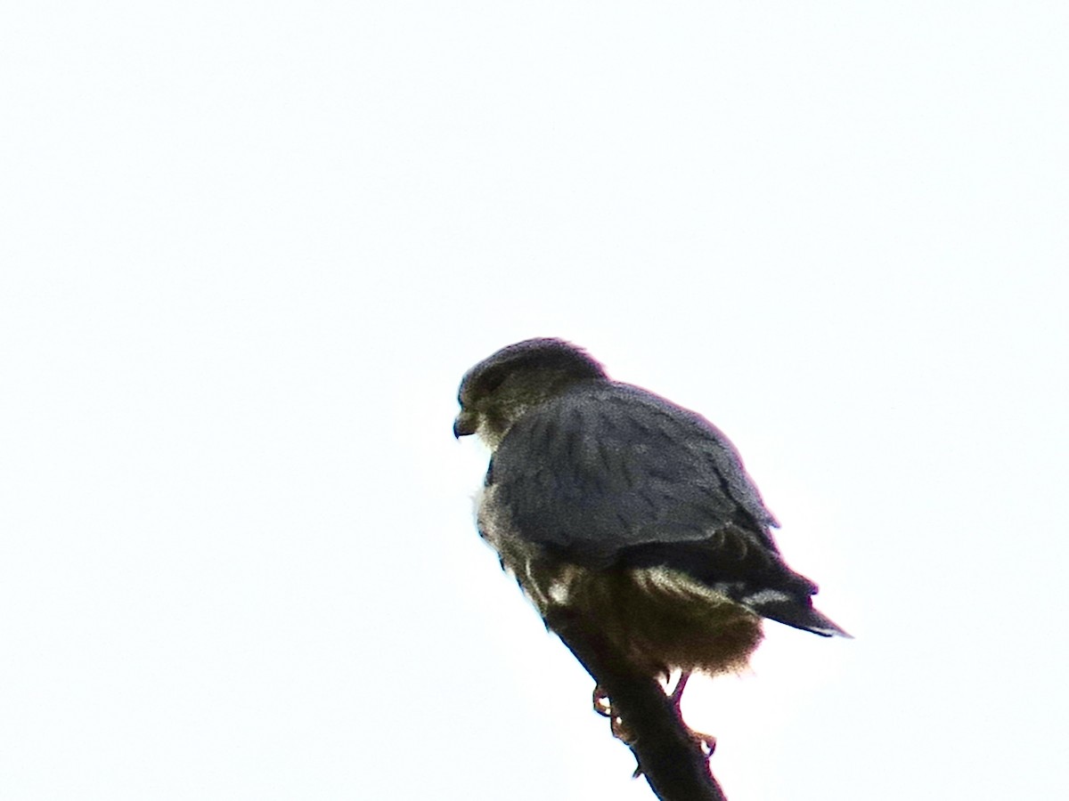 Merlin - ML645625516