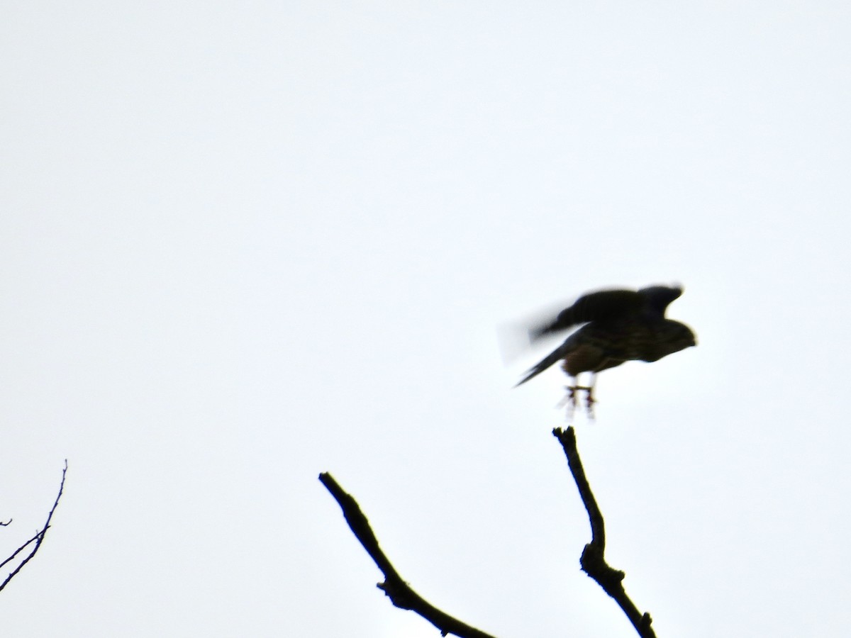 Merlin - ML645625517