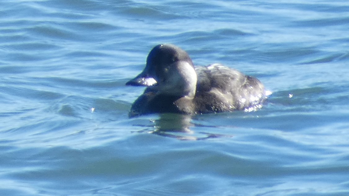 ヨーロッパクロガモ - ML645625518