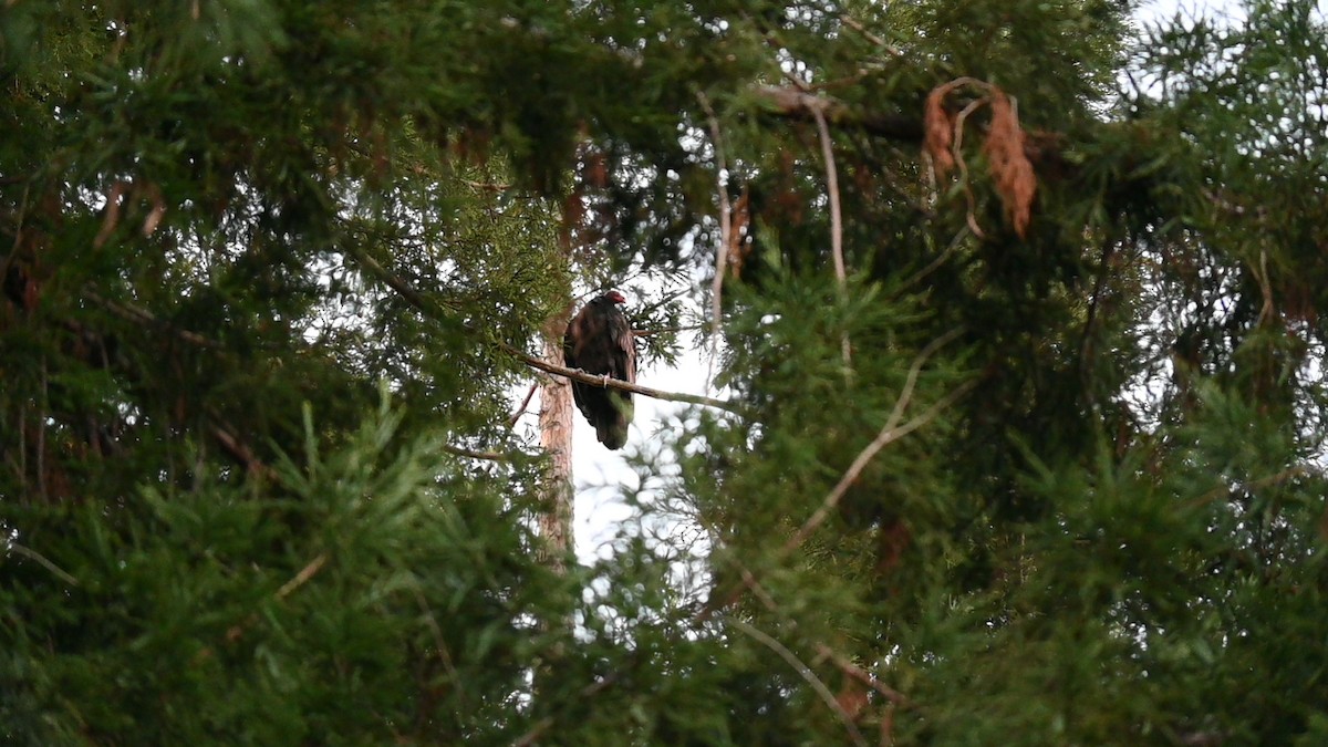 Turkey Vulture (Northern) - ML645625521