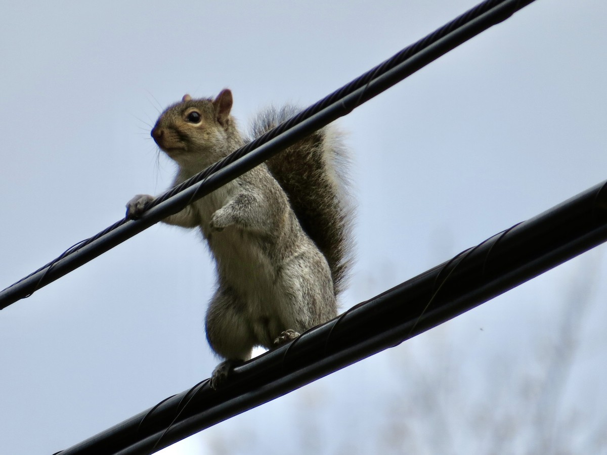 Eastern Gray Squirrel - ML645625524