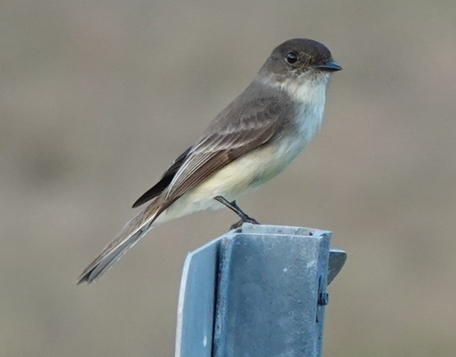 Weißbauch-Phoebetyrann - ML645625528