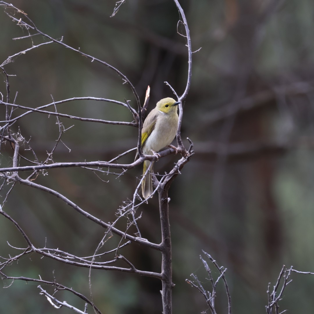 hvitsmykkehonningeter - ML645625531