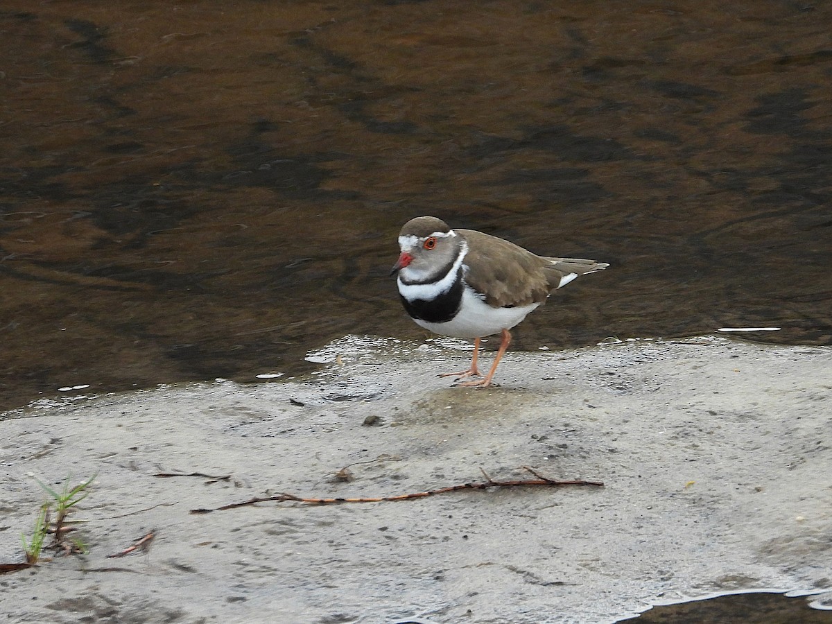 Three-banded Plover (African) - ML645625534