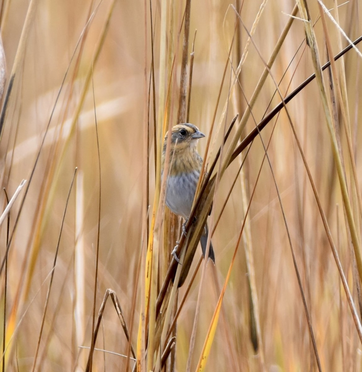 Nelson's Sparrow - ML645625537