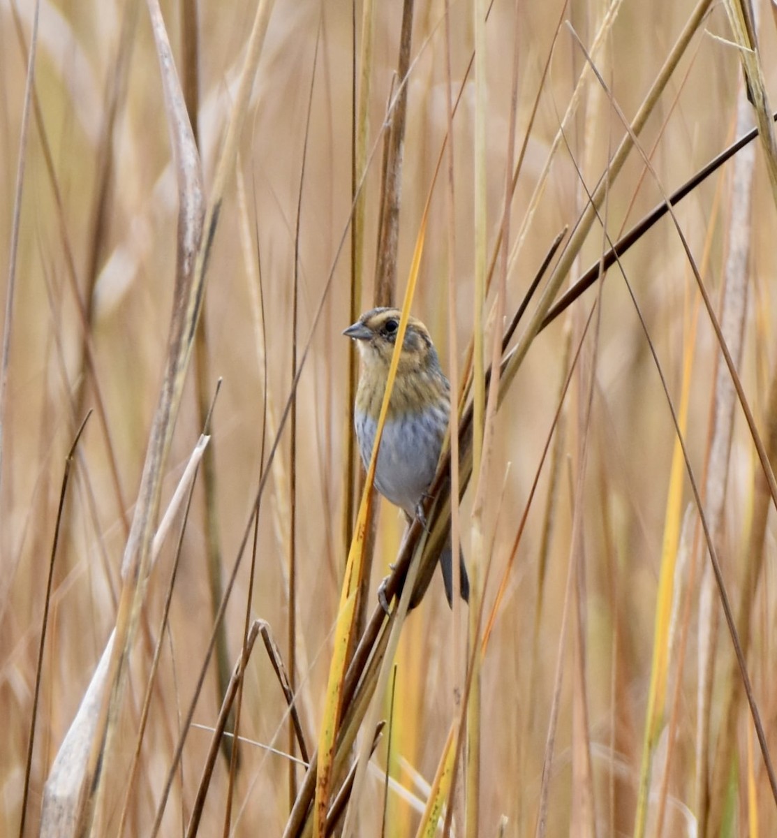 Nelson's Sparrow - ML645625538