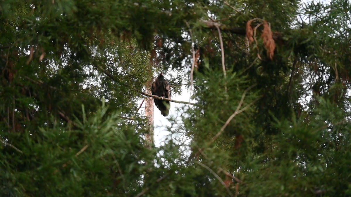 Turkey Vulture (Northern) - ML645625546