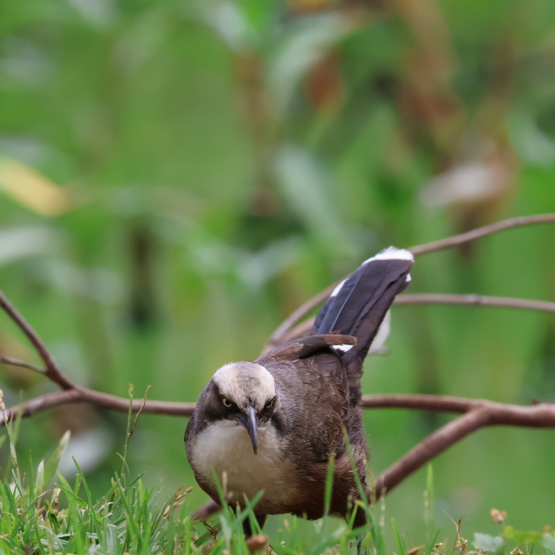 Gray-crowned Babbler - ML645625548