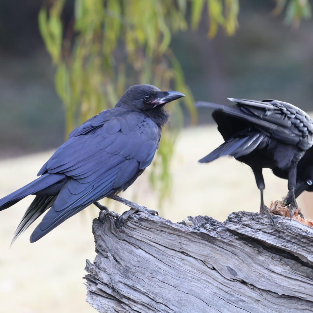 Australian Raven - ML645625561