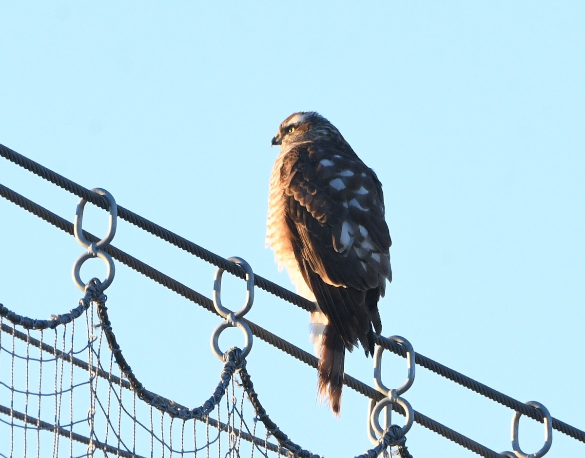 北雀鷹 - ML645625570