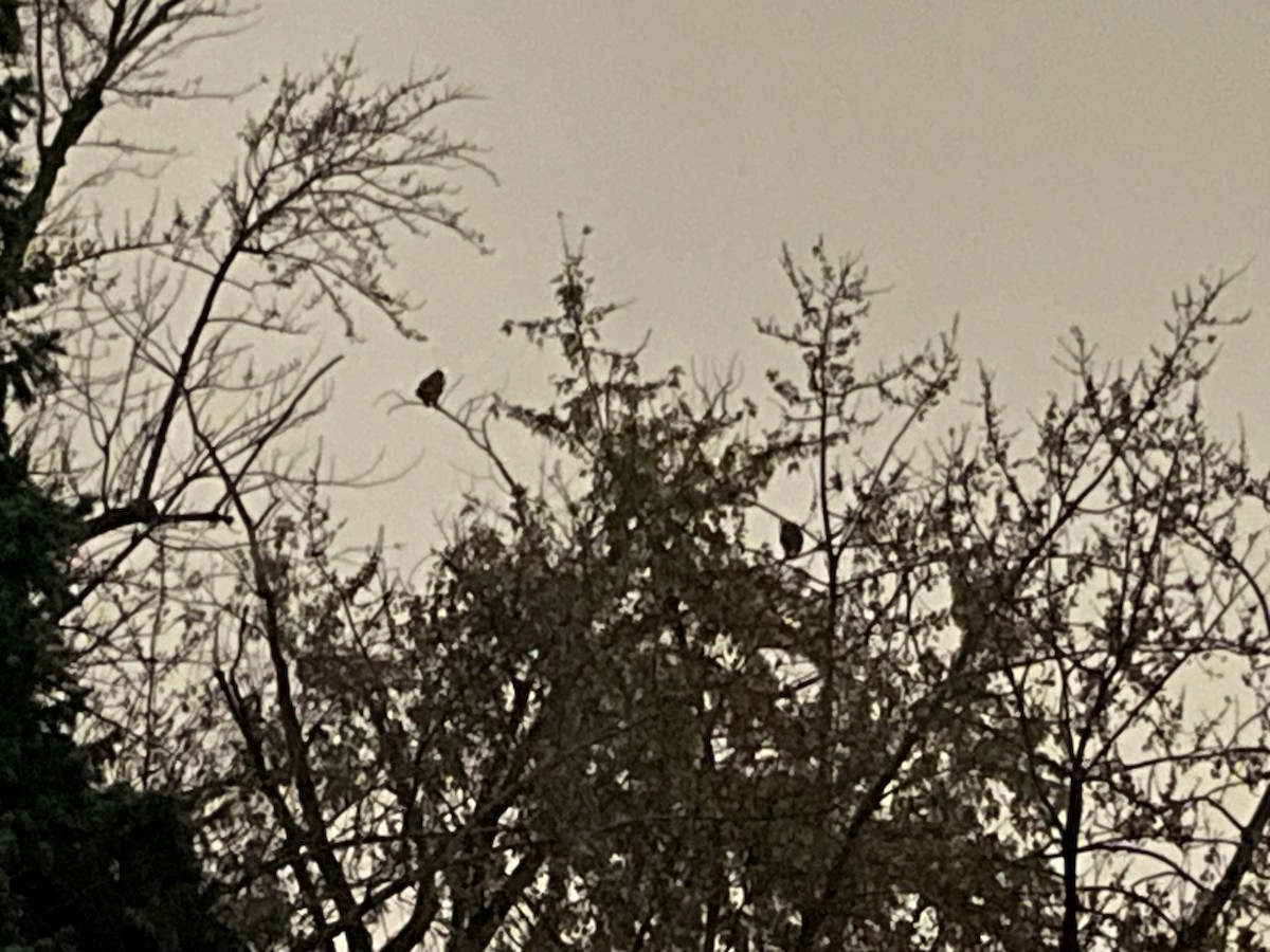 Great Horned Owl - ML645625575