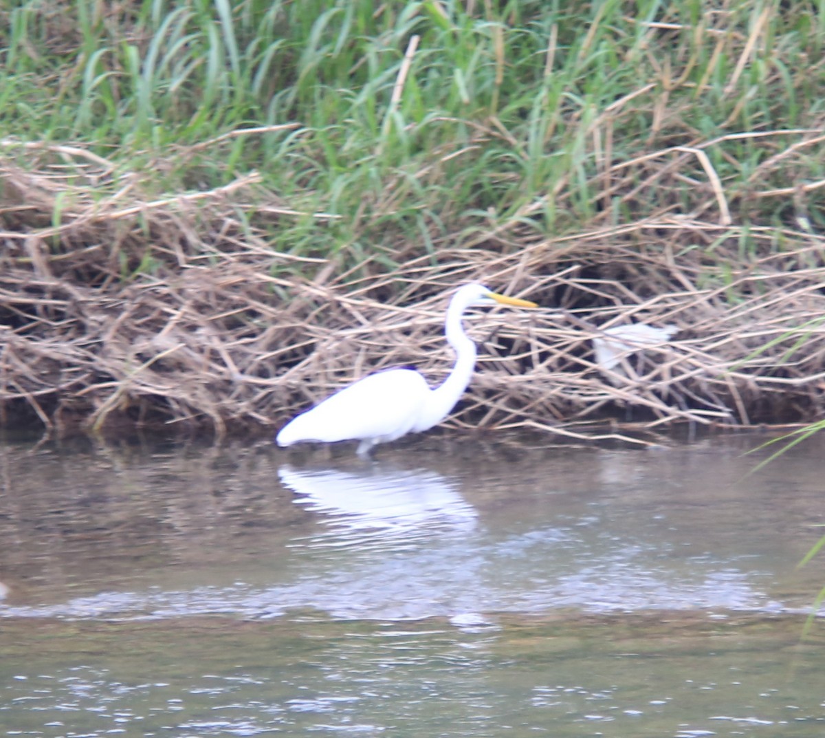 Great Egret - ML645625576