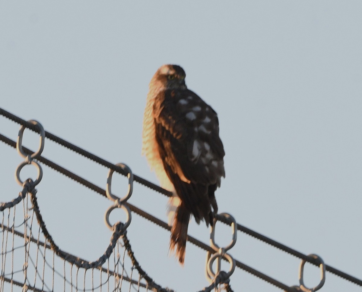 北雀鷹 - ML645625577