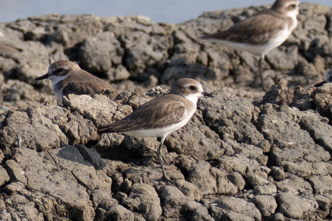 Tibetan Sand-Plover - ML645625578