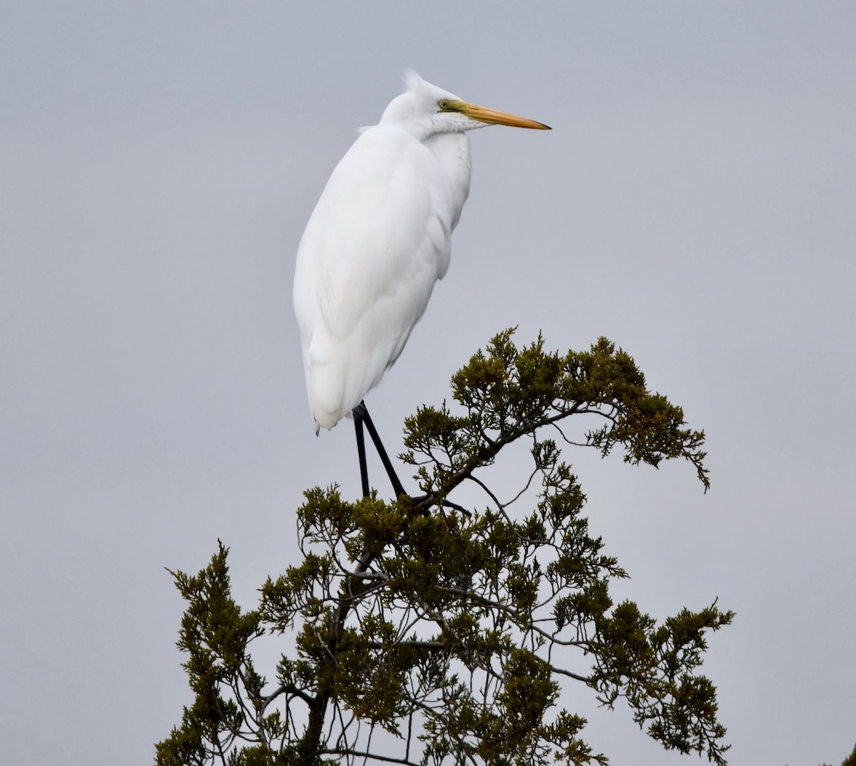 Great Egret - ML645625581