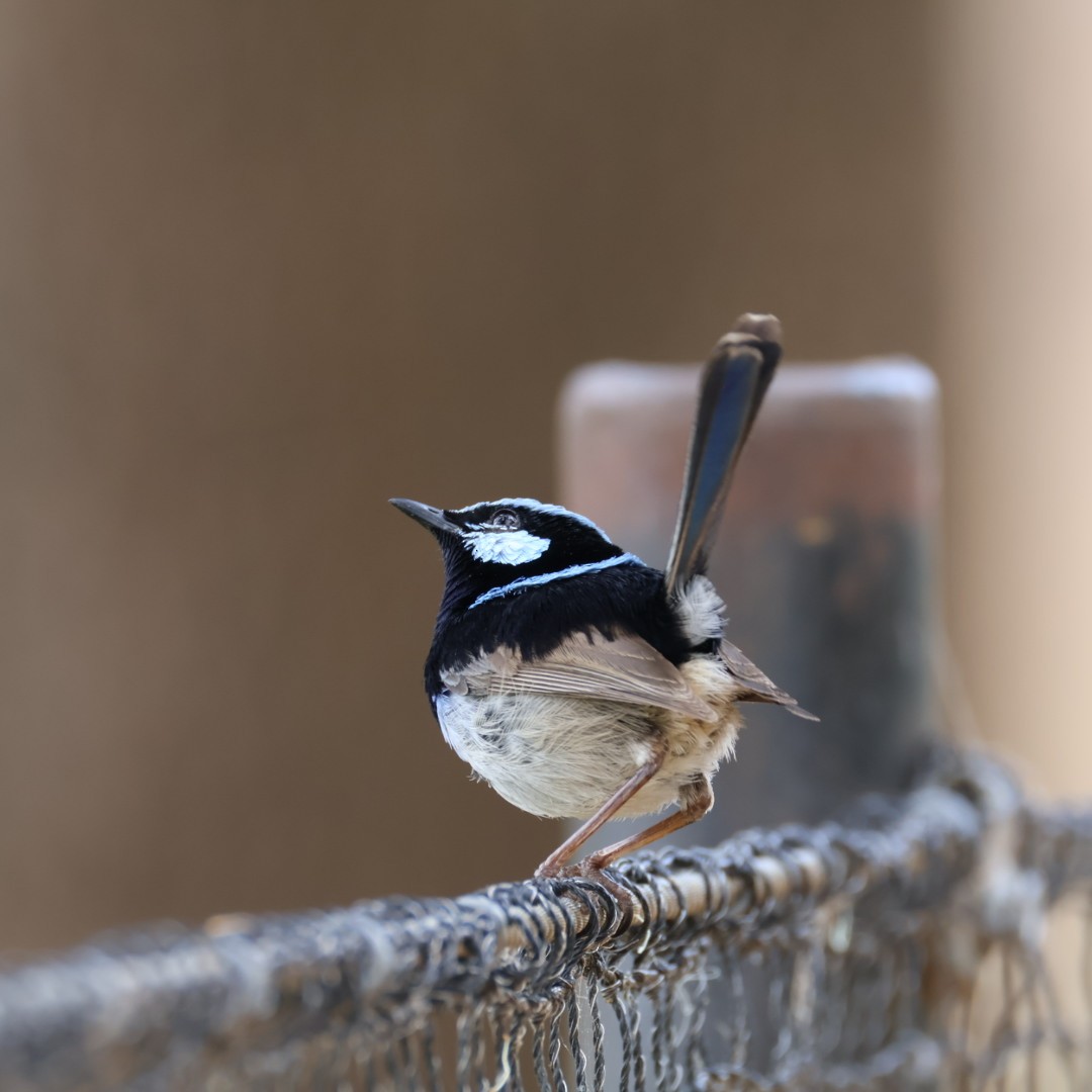 Superb Fairywren - ML645625586